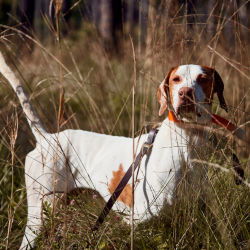 A hunting dog standing in a field 