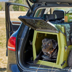 A dog in a crate in the back of a car