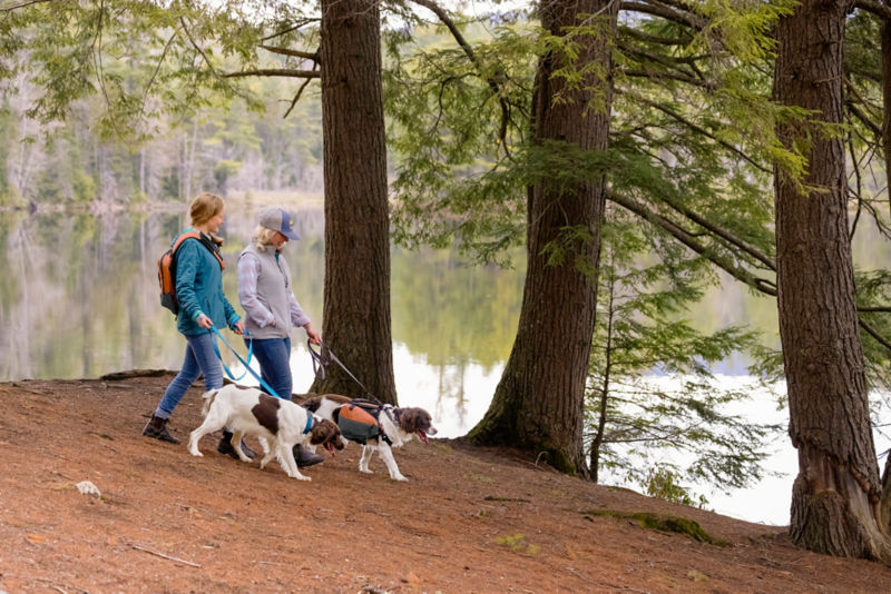 Two women and their dogs walking in the woods next to a lake
