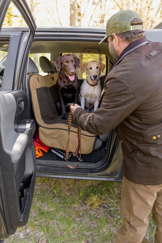 Two Labrador Retrievers with leather collars waiting to get out of a car