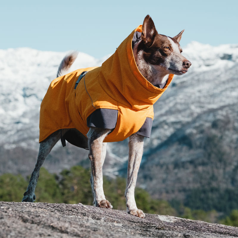 Orvis best sale dog raincoat