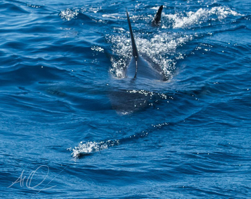 Conway Bowman -  image number 2