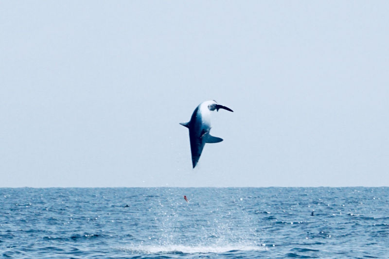 Conway Bowman -  image number 3