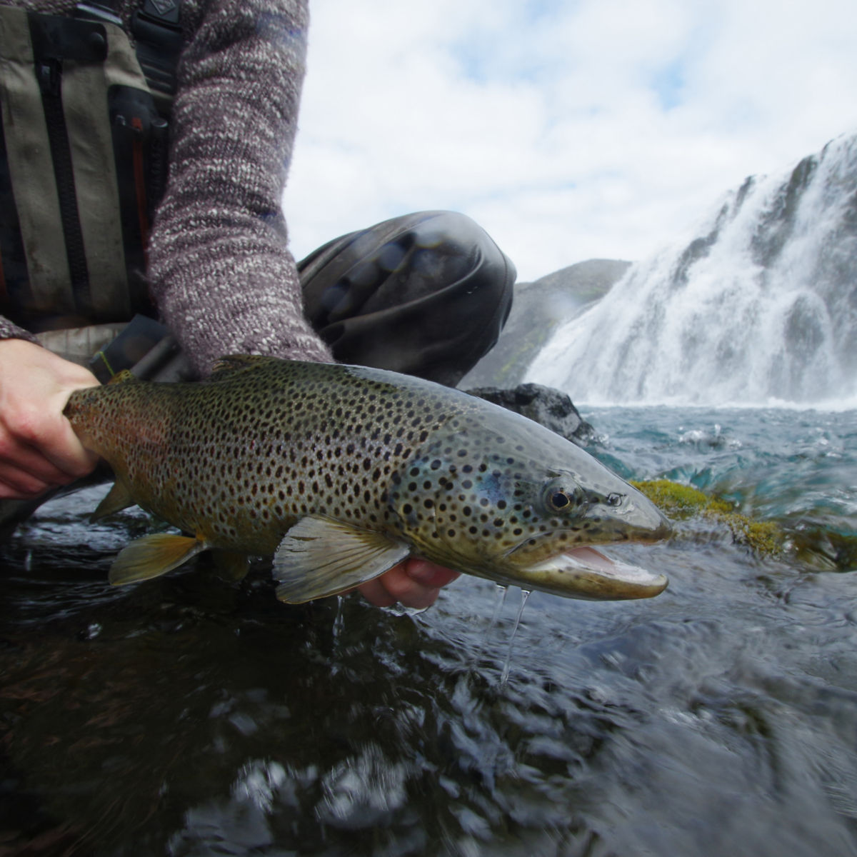 Orvis Week in Iceland with Fish Partner - image number 0
