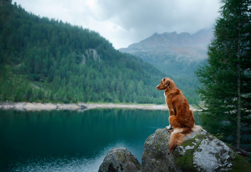A dog sitting on a rock with a stunning backdrop of a lake and mountains.