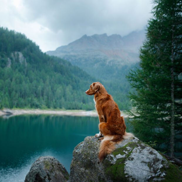 A dog sitting on a rock with a backdrop of a lake and mountains