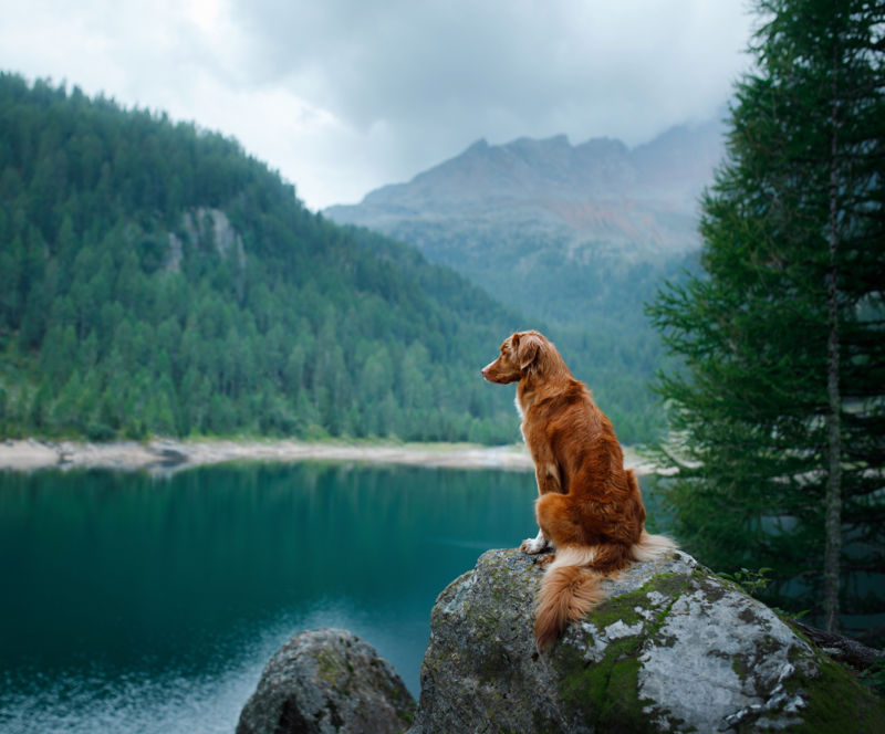 A Nova Scotia Duck Tolling Retriever dog perches on a boulder by a mountain lake.