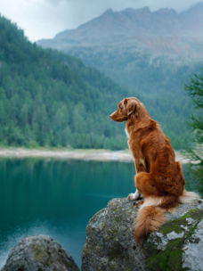 A dog sitting on a rock with a backdrop of a lake and mountains
