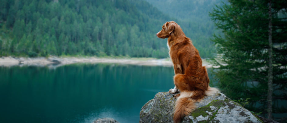 A Nova Scotia Duck Tolling Retriever dog perches on a boulder by a mountain lake.