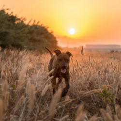 A brown dog running through a field of tall grass at sunset