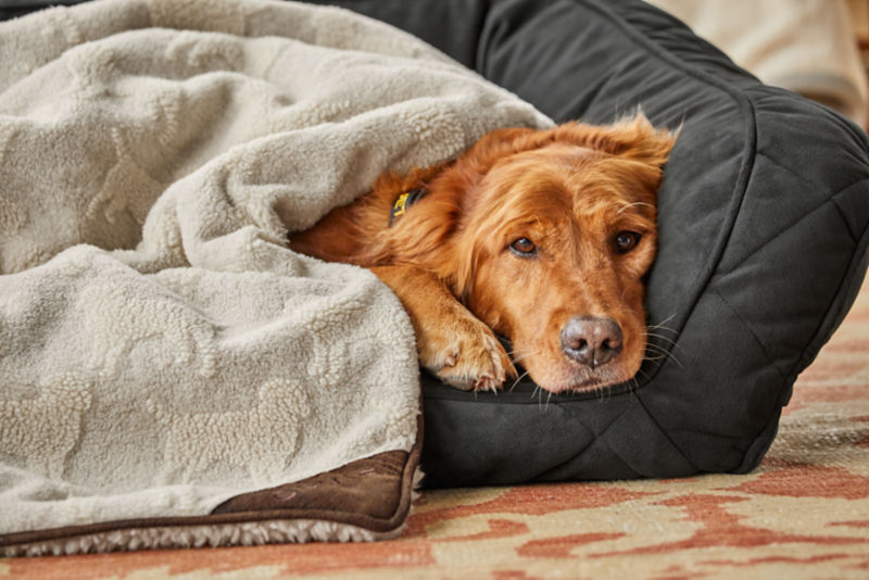 Orvis beds for clearance dogs