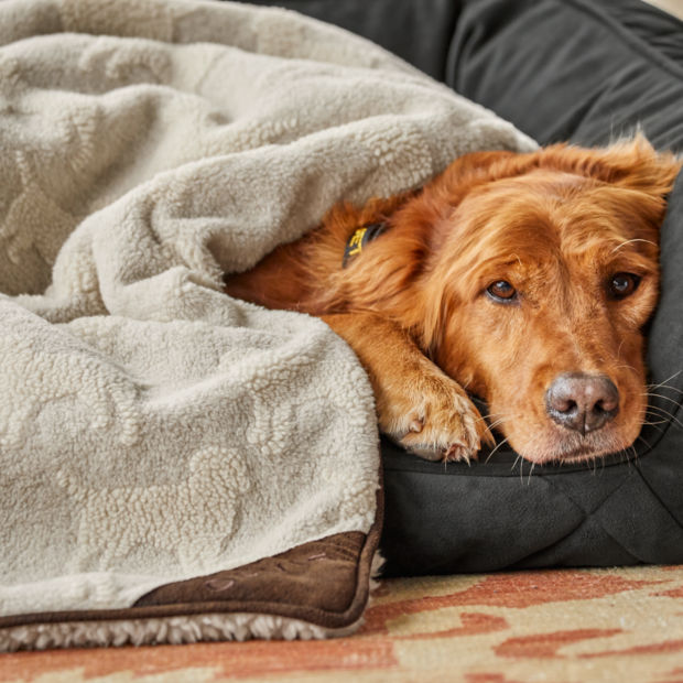 A golden retriever snuggles into a bolstered dog bed under a dog blanket