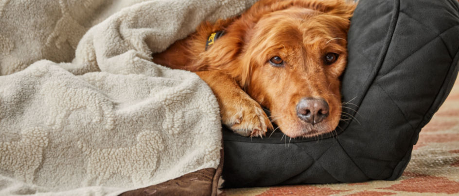 A dog snuggled under a blanket on an Orvis Memory Foam Bolster Dog Bed