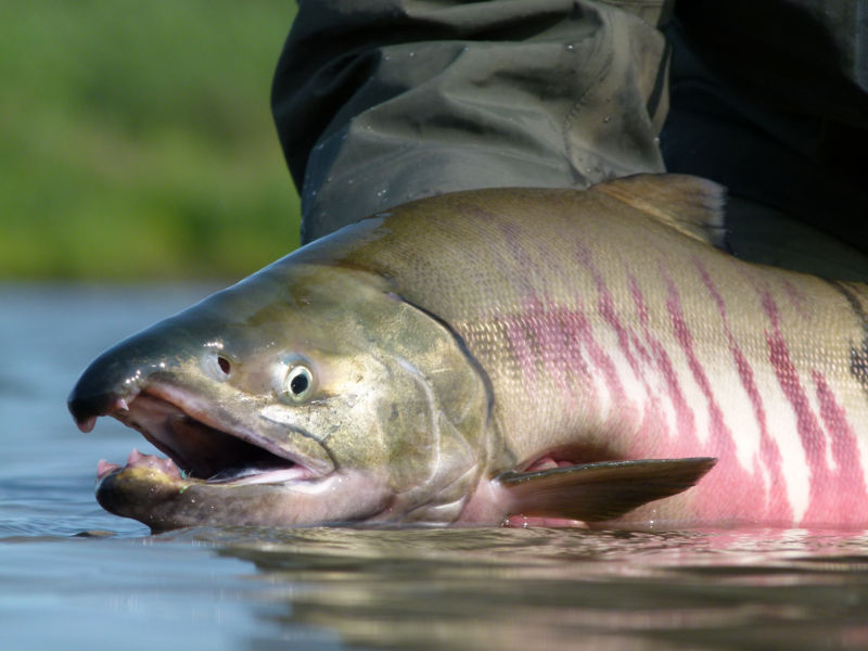 Aniak River Lodge, Alaska -  image number 2