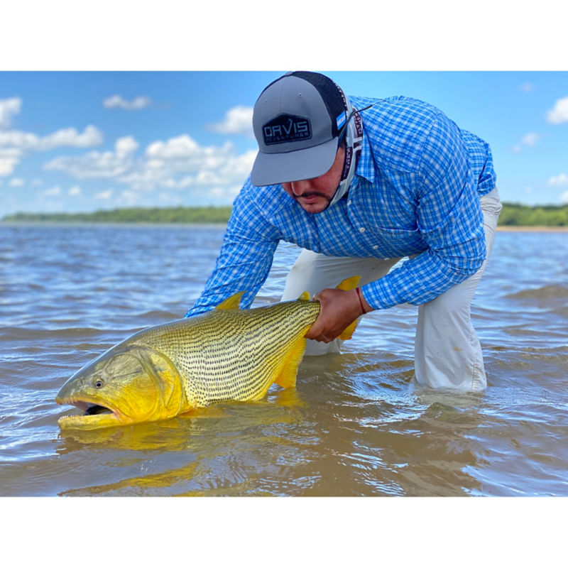 Dorados on the Fly - 