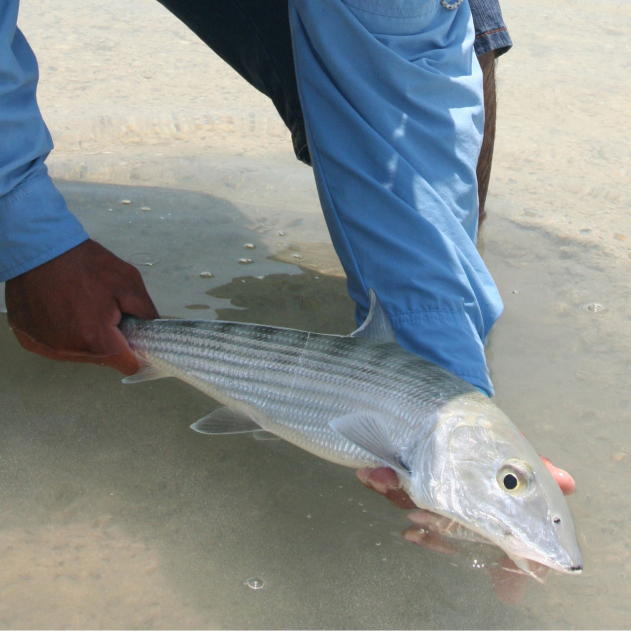 Belize Bonefish Bonanza -  image number 1