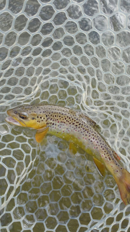 PJ&rsquo;s Guide Service, WI -  image number 3