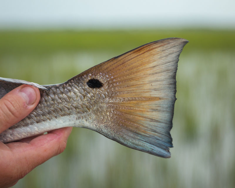 Peter Lawson-Johnston, SC -  image number 2