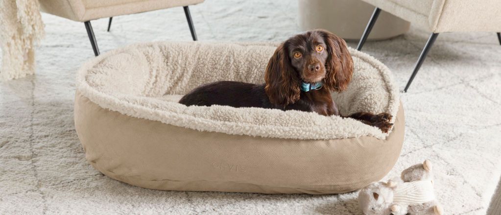 A brown dog laying down on a round memory foam dog bed