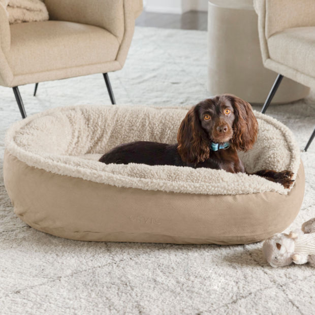 A brown dog laying down on a round memory foam dog bed