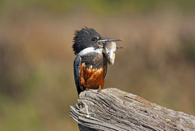Orvis Week At Magic Waters, Patagonia -  image number 5