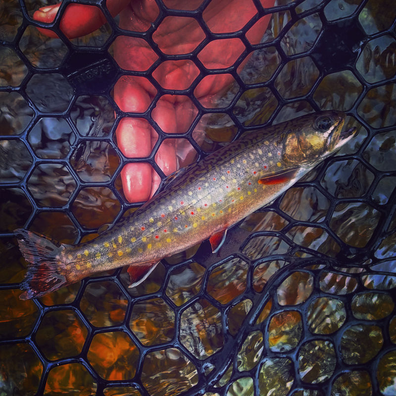 Ken Kalil, NY -  image number 4