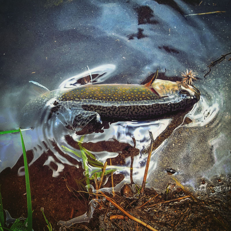 Ken Kalil, NY -  image number 5