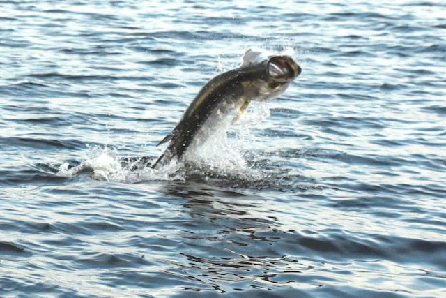 Capt. Jason Sullivan -  image number 2