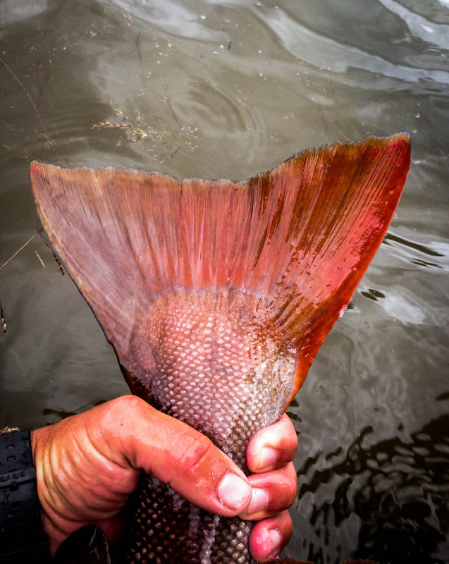 Mongolia River Outfitters - Fish Mongolia -  image number 1