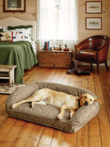 A yellow lab asleep on a khaki dog bed