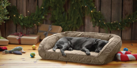 A black lab asleep on a khaki bolster bed in front of holiday greenery