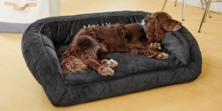 A brown dog laying on a black dog bed with the name Molly embroidered on it