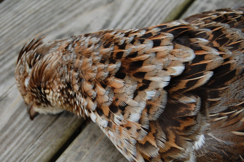 Michael Browning, ME -  image number 3