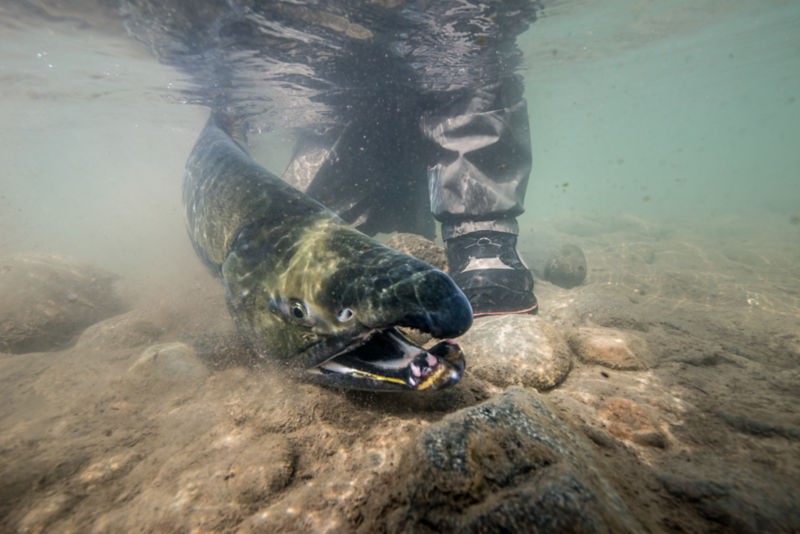 Skeena River Lodge -  image number 1