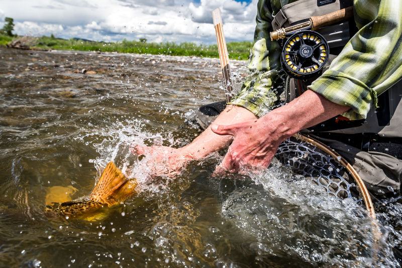 An angler releasing a fish on a river in Montana.