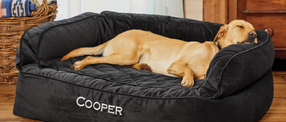 A dog laying on a black Orvis Couch Bed