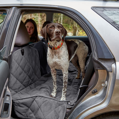 A German Short Haired Pointer standing in the back seat of a car