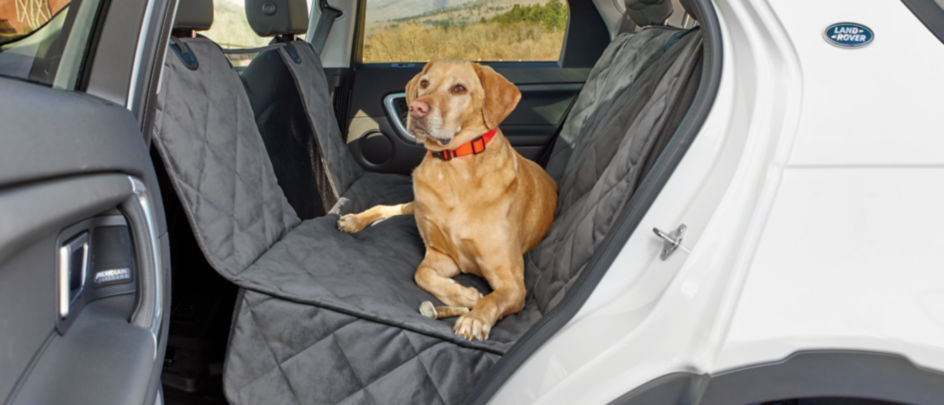 A yellow lab sitting in the back seat of a car on a Grip-tight quilted back seat cover