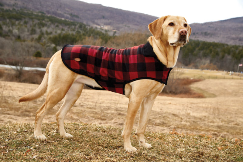 How to Choose a Dog Jacket