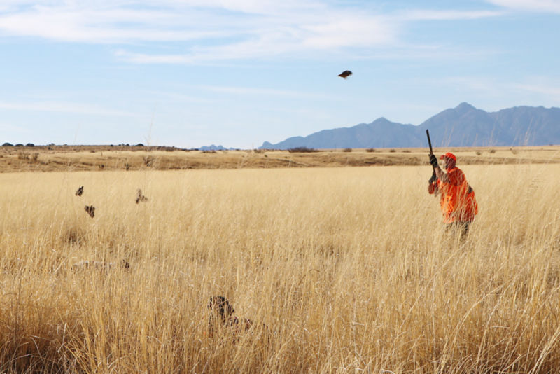 Mark Nissen &ndash; Classic Bird Hunts, AZ -  image number 2