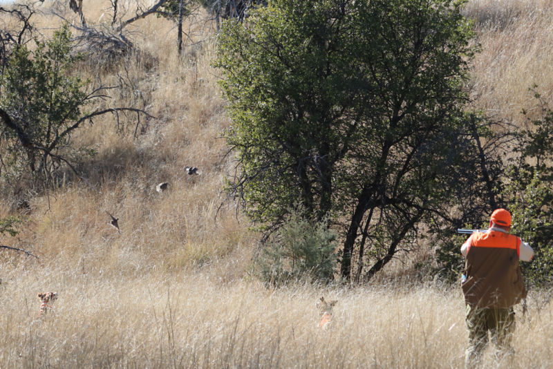 Mark Nissen &ndash; Classic Bird Hunts, AZ -  image number 5