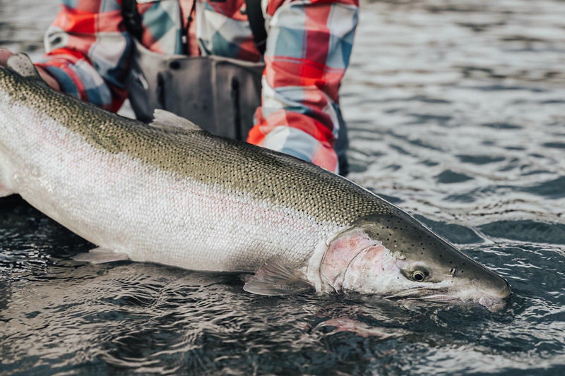Chrome Chasers Fly Fishing, WA -  image number 0