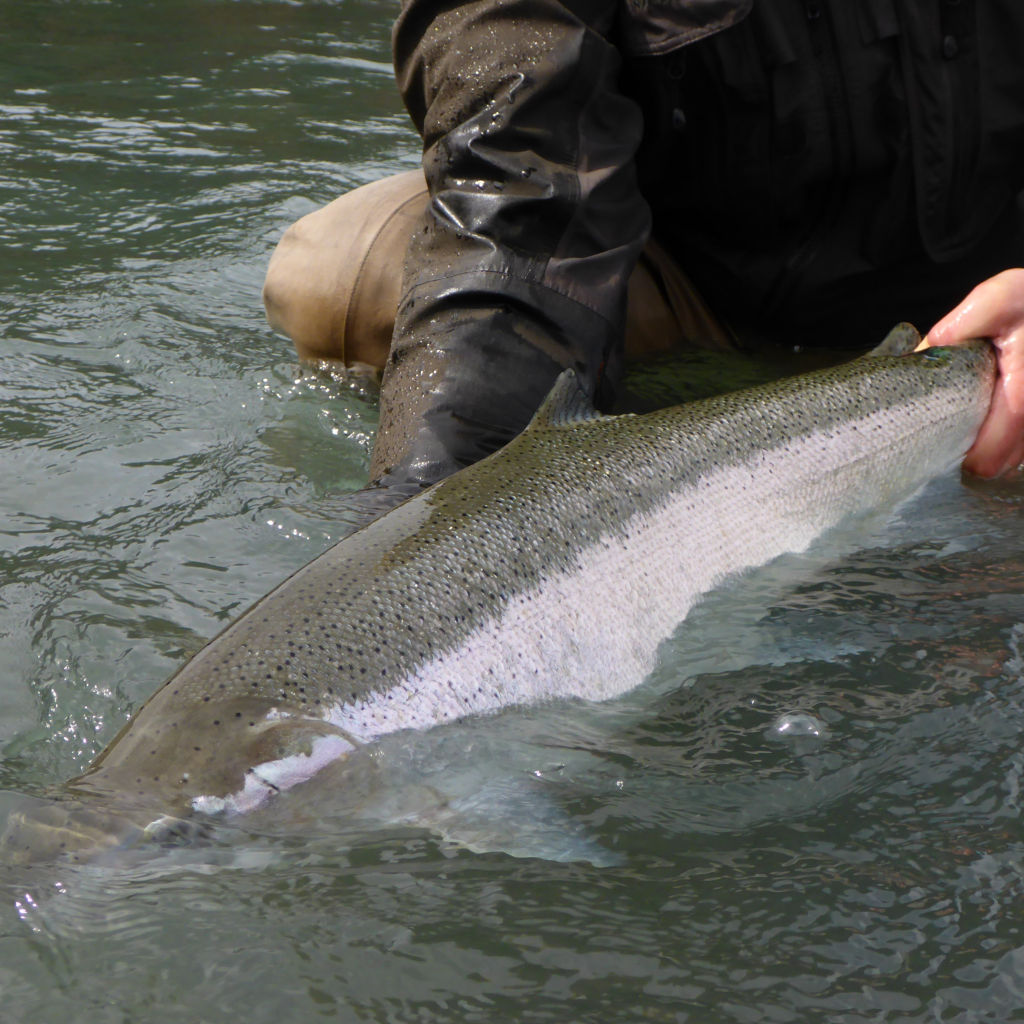 Chrome Chasers Fly Fishing, WA -  image number 4