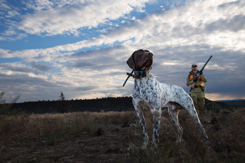 A German Shorthaired Pointer stands in a field nose lifted to the breeze.