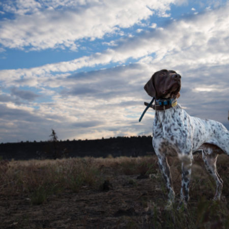 A German Shorthaired Pointer stands in a field nose lifted to the breeze.