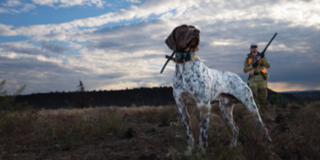 A German Short-Haired Pointer lifts his nose to the breeze in the pre-dawn gloom.