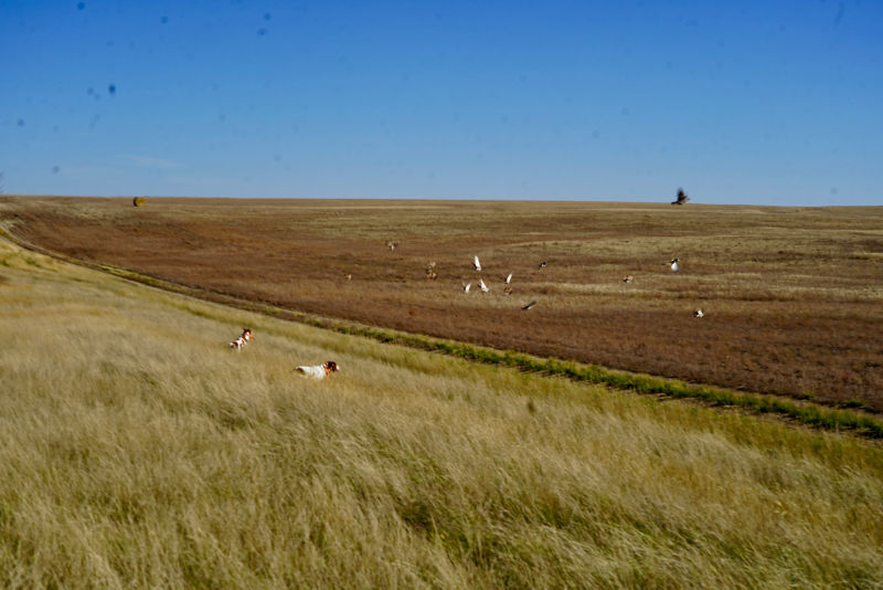 Dave Brown Outfitters - SK -  image number 1