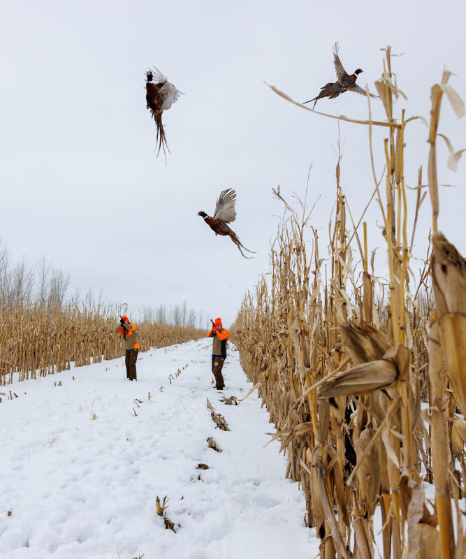 Pheasant Bonanza, NE -  image number 1