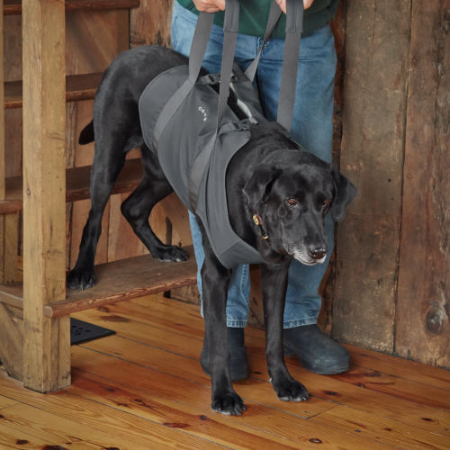 An older black dog being helped down stairs with a canvas lift
