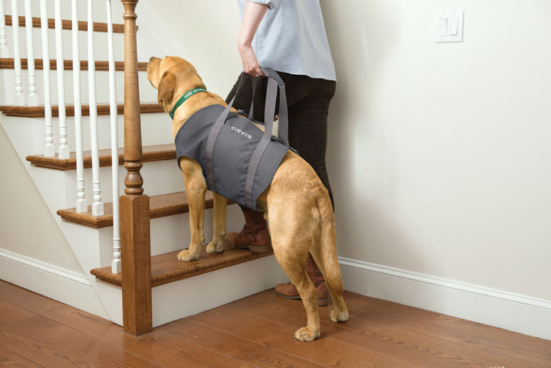 Dog 2025 sling large